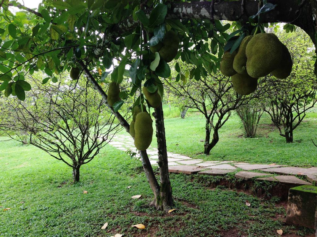 Aguas Vivas Hotel Fazenda Pirenópolis Екстериор снимка